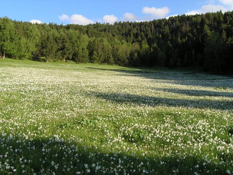 Orri De